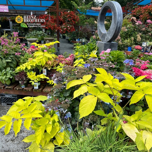 Various trees and shrubs at Heinz Brothers