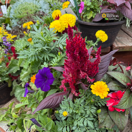 Colorful assortment of flowers including red celosia, yellow marigolds, and purple petunias in a porch pot/patio container