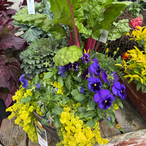 Bountiful garden display with kale, ornamental cabbage, purple pansies, yellow creeping jenny