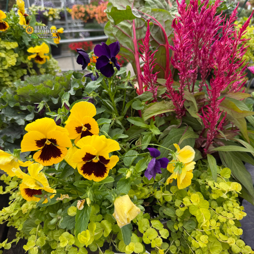 fall patio porch pot flower arrangement with yellow pansies, red celosia and creeping jenny for a fall 