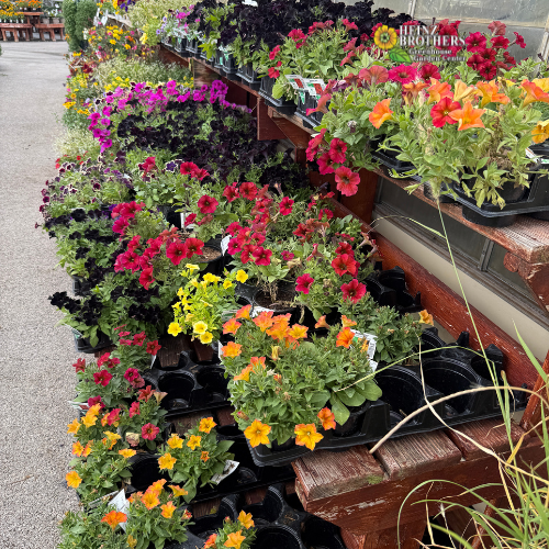 Display of potted flowers and plants at a nursery with 'Heinz Brothers' branding.