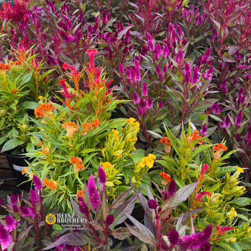 Colorful display of potted flowers including celosia and marigolds.