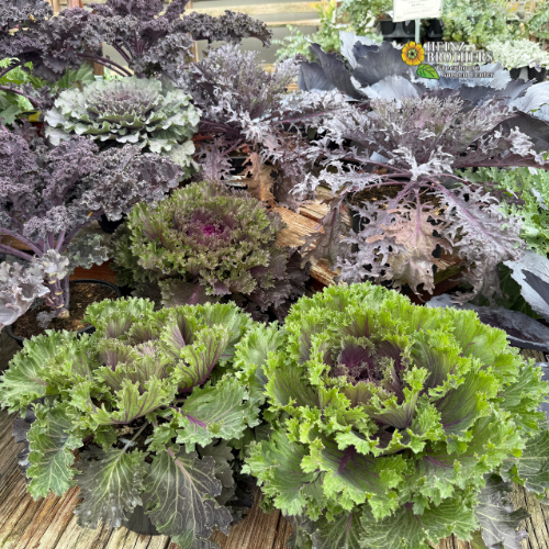 Colorful ornamental kale plants on a wooden surface with heinz brothers logo in the corner.