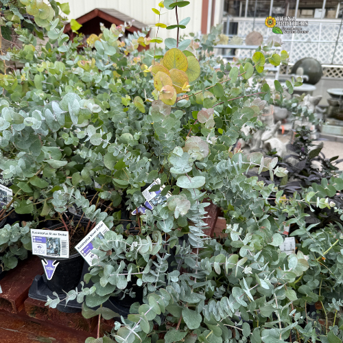 Potted eucalyptus plants with labels in a garden setting
