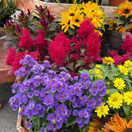 Fall Annuals are here!Colorful arrangement of flowers including purple asters, red celosia, and yellow sunflowers.