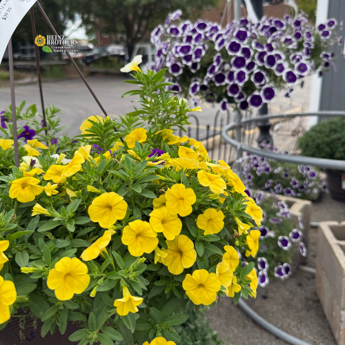 Baskets of yellow and purple petunias flowers 