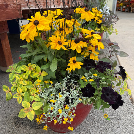 Seasonal Planters to Grab-and-Go!Potted plants with yellow sunflowers and black petunias and lysimachia flowers for sale at heinz brothers