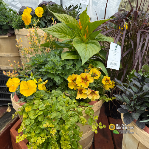 Potted plants with yellow flowers and green leaves in a greenhouse setting.