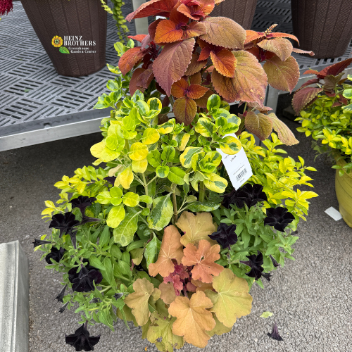 Potted mixed fall planter with annual black petunias, bronze coleus, and perennial coral bells in caramel color and golden lysiamachia a Heinz Brothers Garden Center