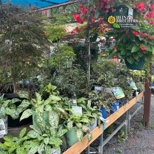 Various perennials at Heinz Brothers