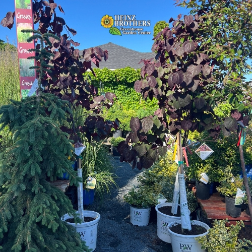 Various trees and shrubs at Heinz Brothers