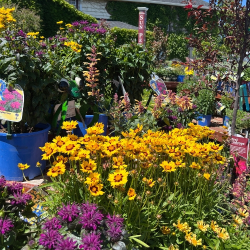 Various perennials at Heinz Brothers