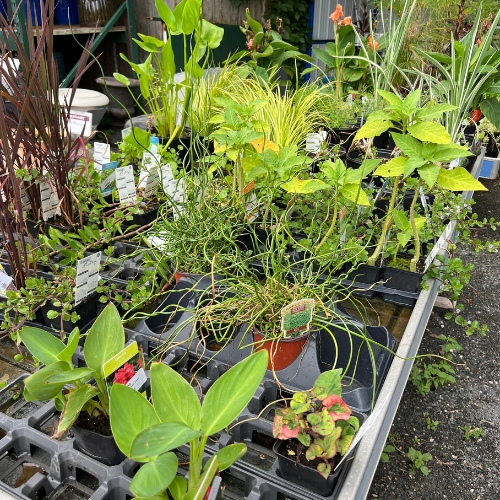 Pond plants