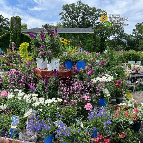 Various perennials at Heinz Brothers