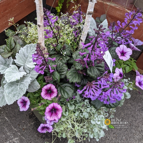 Purple flower hanging basket