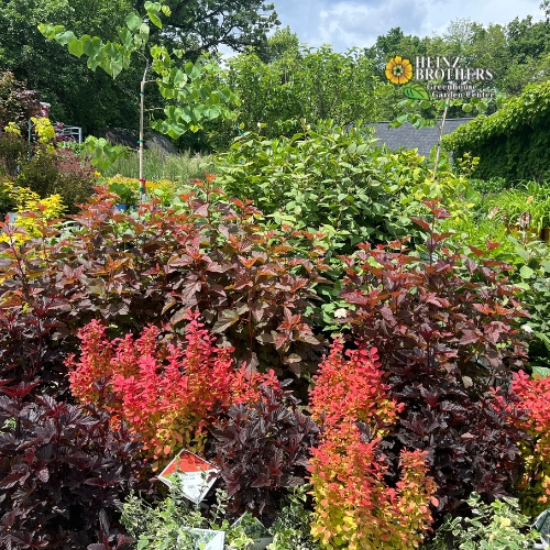 Various trees and shrubs at Heinz Brothers