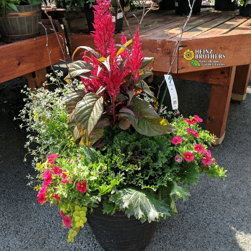 Mixed flower hanging basket