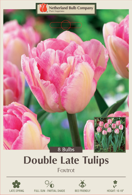 Netherland Bulb Company Double Late Tulip Foxtrot