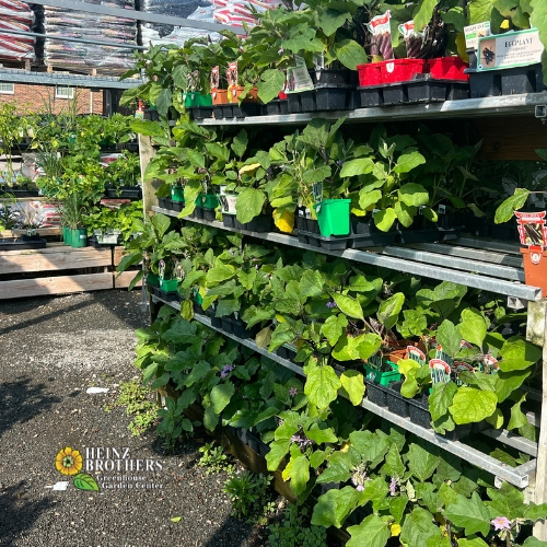 Edible garden plants