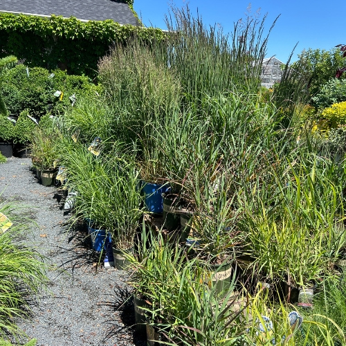 Various perennials at Heinz Brothers