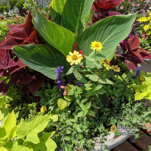 Mixed flower hanging basket