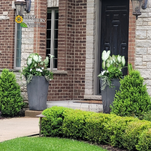 Summer plant containers