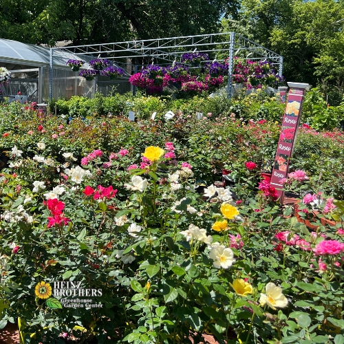 Various trees and shrubs at Heinz Brothers