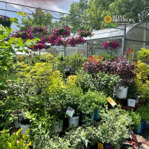 Various trees and shrubs at Heinz Brothers