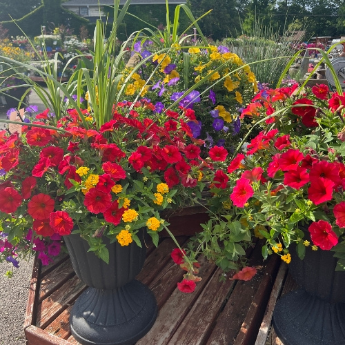 Red flower hanging basket