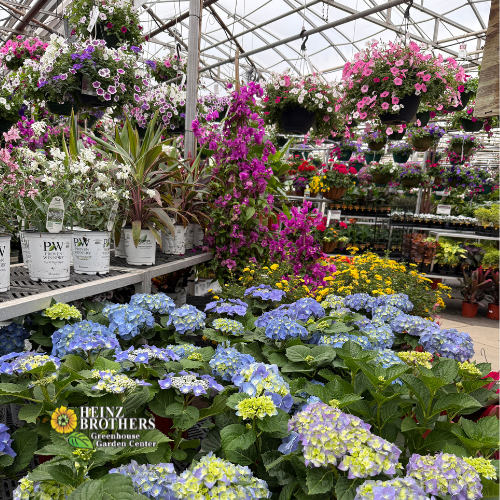 Annuals & Tropicals - Charles, IL - Heinz Brothers Garden Center