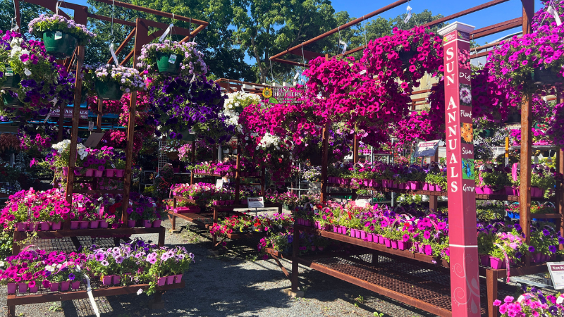 Annuals & Tropicals - Charles, IL - Heinz Brothers Garden Center