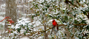 cardinal perched in a winter snow covered tree in a snowfall