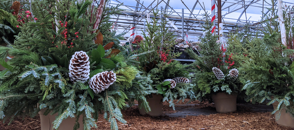 winter container designs with fresh greenery, pinecones, birch branches, red berries, magnolia leaves in heinz brothers greenhouse and garden center's north pole greenhouse in winter
