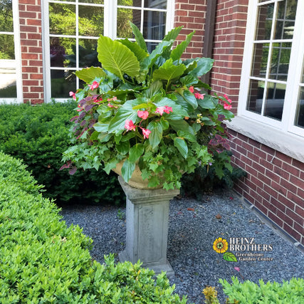 Custom Seasonal Container Plantingcustom summer container with begonias, ivy, coleus and alocasia