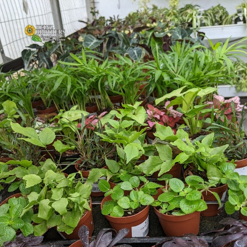 Fairy garden plants