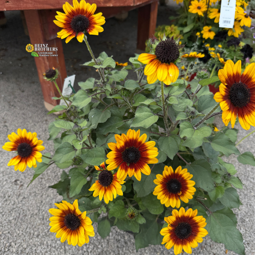 A cluster of black-eyed sunflowers in full bloom, featuring bright yellow petals with dark reddish-brown centers and green foliage, photographed at Heinz Brothers Garden Center with a wooden table leg visible in the background.