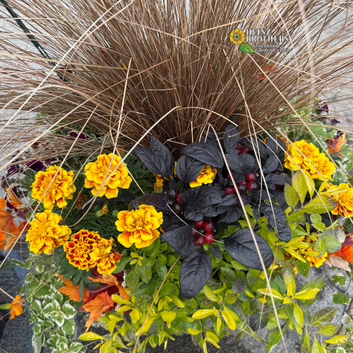 An autumn ornamental grass and flower planter arrangement featuring bright yellow marigolds, dark burgundy leaves with red berries, green foliage, and tall tan grasses in a container at Heinz Brothers Garden Center