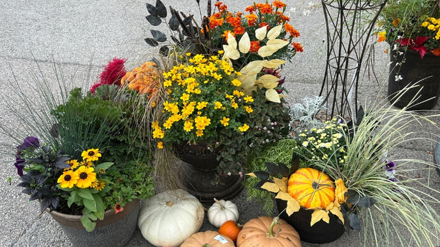 Seasonal plant container