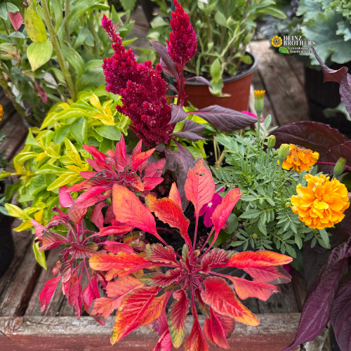 A potted mixed garden featuring vibrant red celosia and orange cockscomb flowers, deep purple leaves, and yellow marigolds growing in a wooden planter box available at Heinz Brothers Garden center
