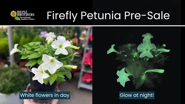 image of white petunia in the light next to an image of the same plant with bioluminescent glow in the dark