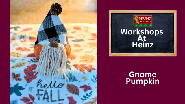 small pumpkin with flannel hat, yarn beard and puff-ball nose made to resemble a garden gnome