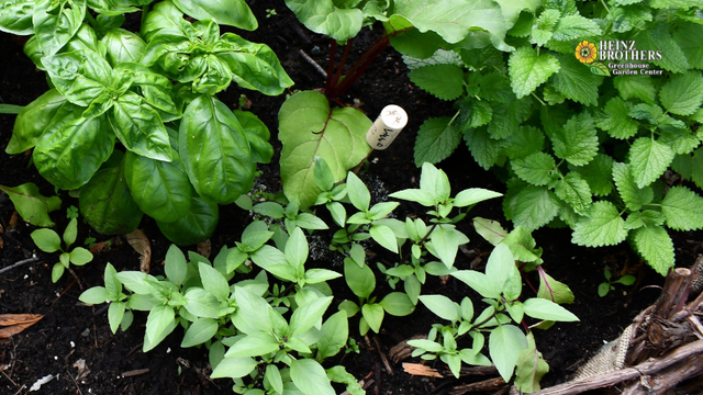 close up of assorted herbs planted in a basket