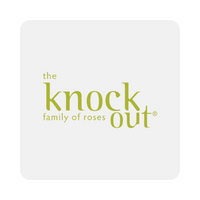 The Knock Out