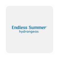 Endless Summer