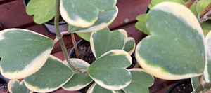 photo of vining hoya kerri with heart shaped green leaves with outer white variegation