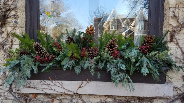 Winter window planter with fresh greenery pine cones red berries 