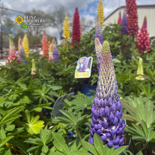 Purple lupine flower with green leaves in a garden setting, featuring heinz brother garden center logo
