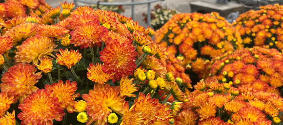 Close-up of vibrant orange and yellow mums on with blurred background of the garden center 