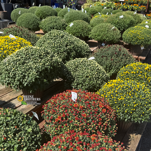 A display of potted mums at Heinz Brothers garden center featuring large round planters filled with green, yellow, red, and orange flowers under bright daylight.