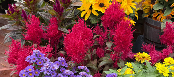 Colorful garden flowers with red celosia, yellow sunflowers, and purple asters.